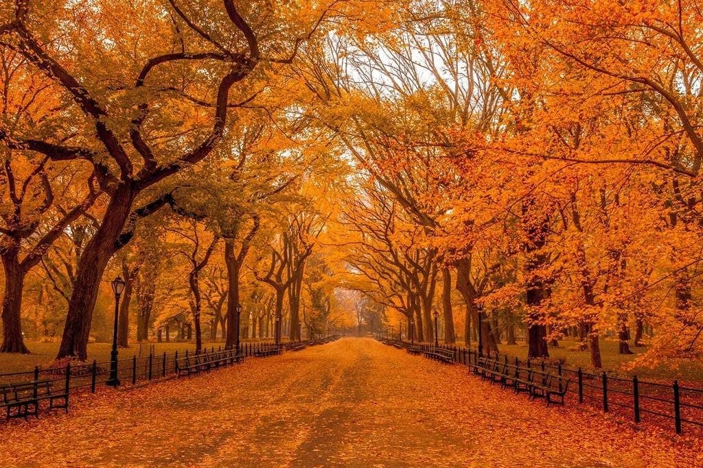 PigBangbang,29.5 X 19.6'' Premium Basswood Bright Colorful Art Pictures Jigsaw Puzzles Cartoon 1000 Piece Mural Home Decoration Mural Home Decoration-Beautiful Autumn World