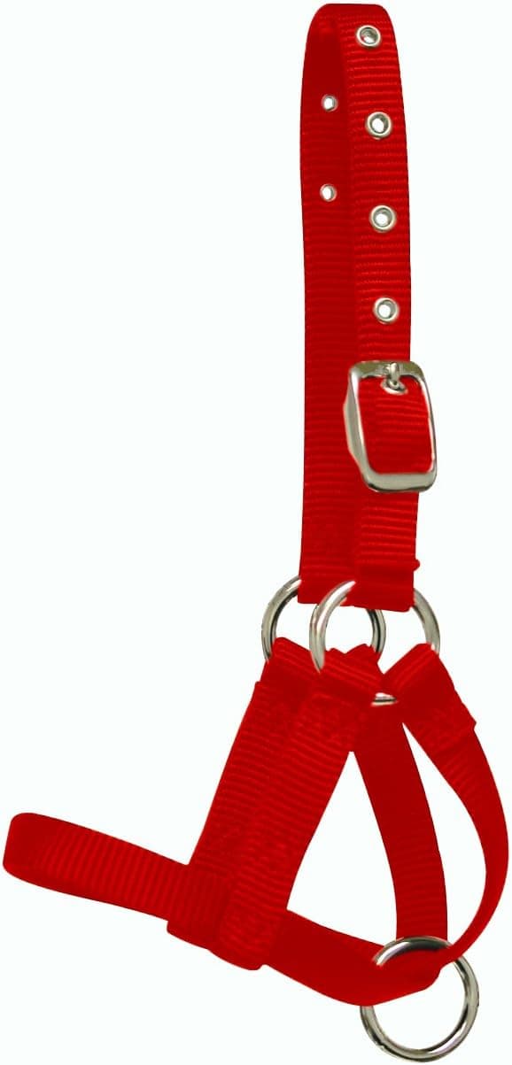 Hamilton 5 by 8-Inch Alpaca Halter with Buckle Adjustable Head Strap, Average, Red