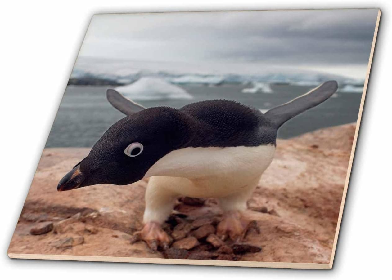 3dRose ct_74221_6 Adelie Penguin, Western Antarctic Peninsula-AN02 SKA0017 Steve Kazlowski Glass Tile, 6-Inch