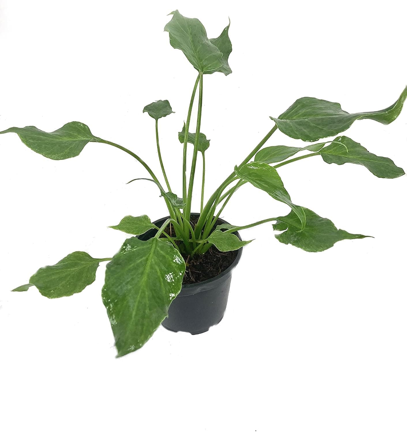 Xanadu Cut Leaf Philodendron - Live Plant in a 4 Inch Pot - Philodendron Xanadu - Compact Easy Care Evergreen Houseplant