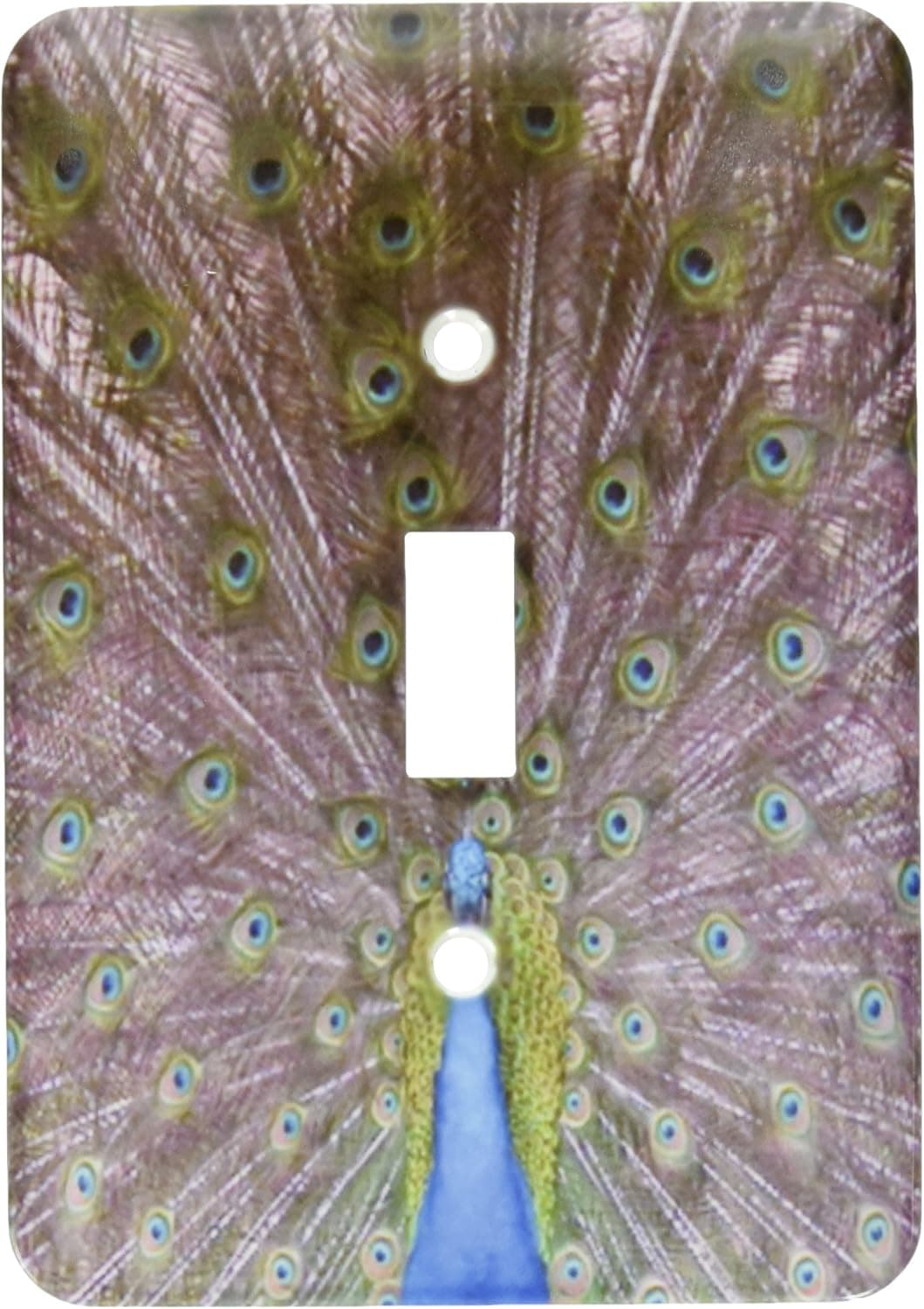 3dRose LLC lsp_11552_1 Peacock Showing Off His Feathers Single Toggle Switch