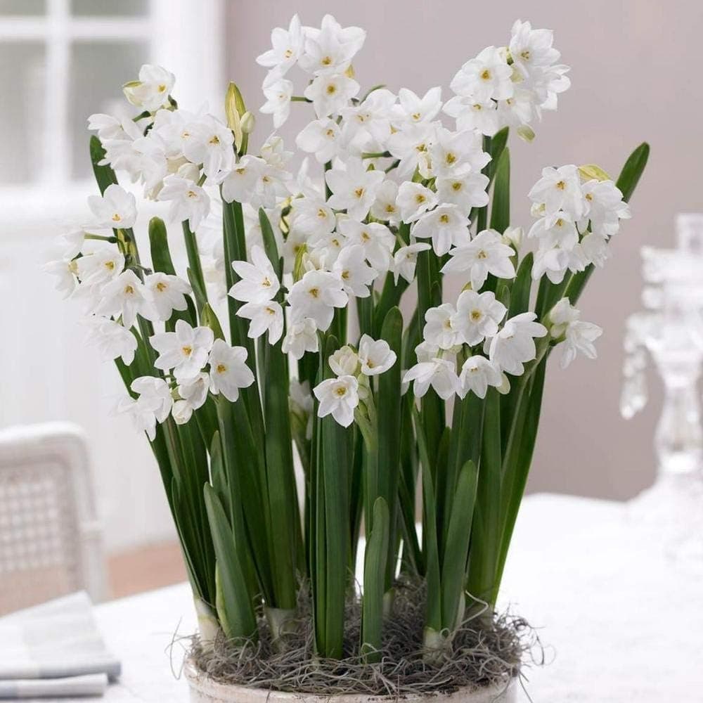 Narcissus Ziva Paperwhites | 50 Flower Bulbs 17/18cm | Bulk Offer | Plant Indoors for Winter Holiday Blooms | from Longfield Gardens