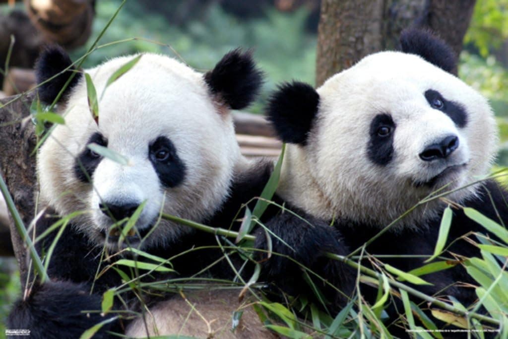 Pyramid America Panda Pals Cute Animals Cool Wall Decor Art Print Poster 12x18