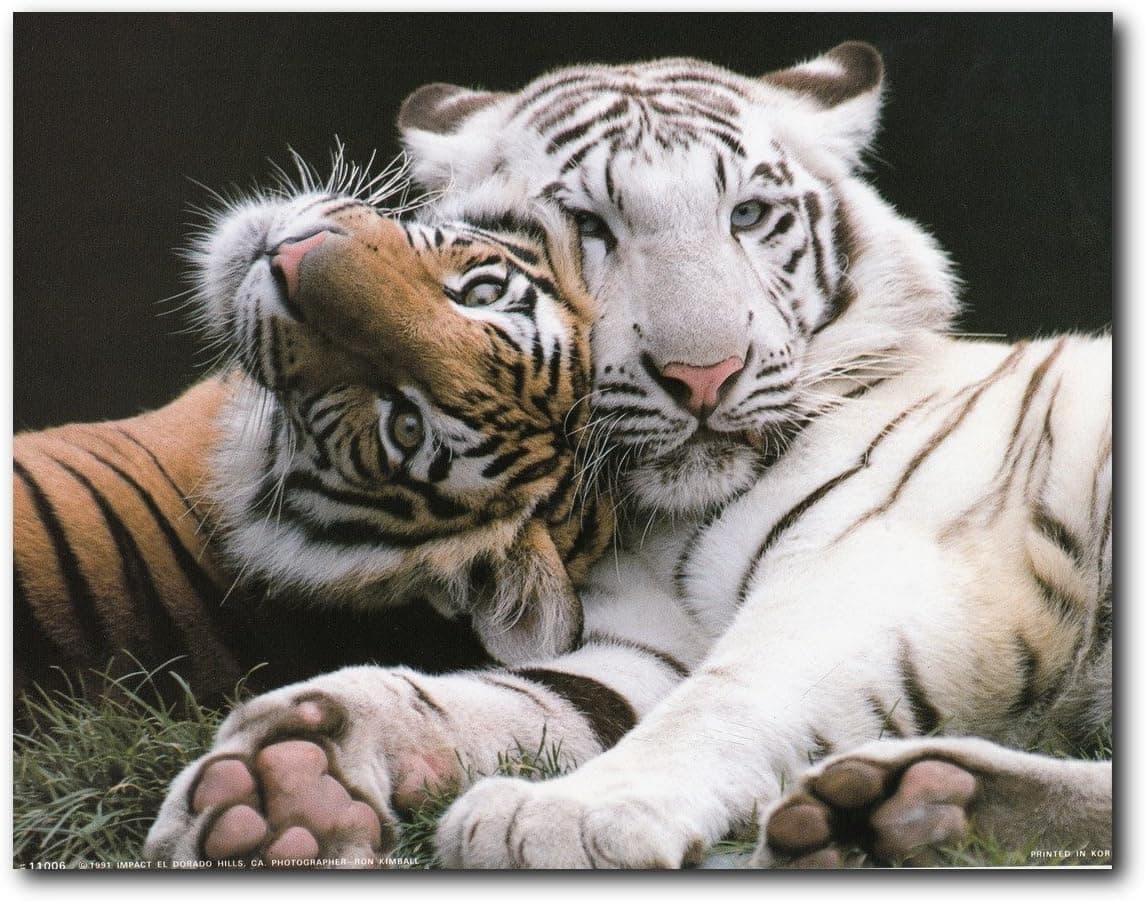 Yellow And White Striped Cuddling Tiger Wildlife Animal Art Print Poster (8x10)