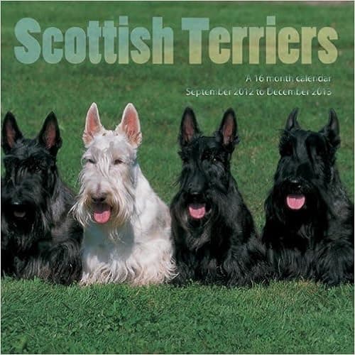 Scottish Terrier 2013 Wall Calendar #MGDOG43