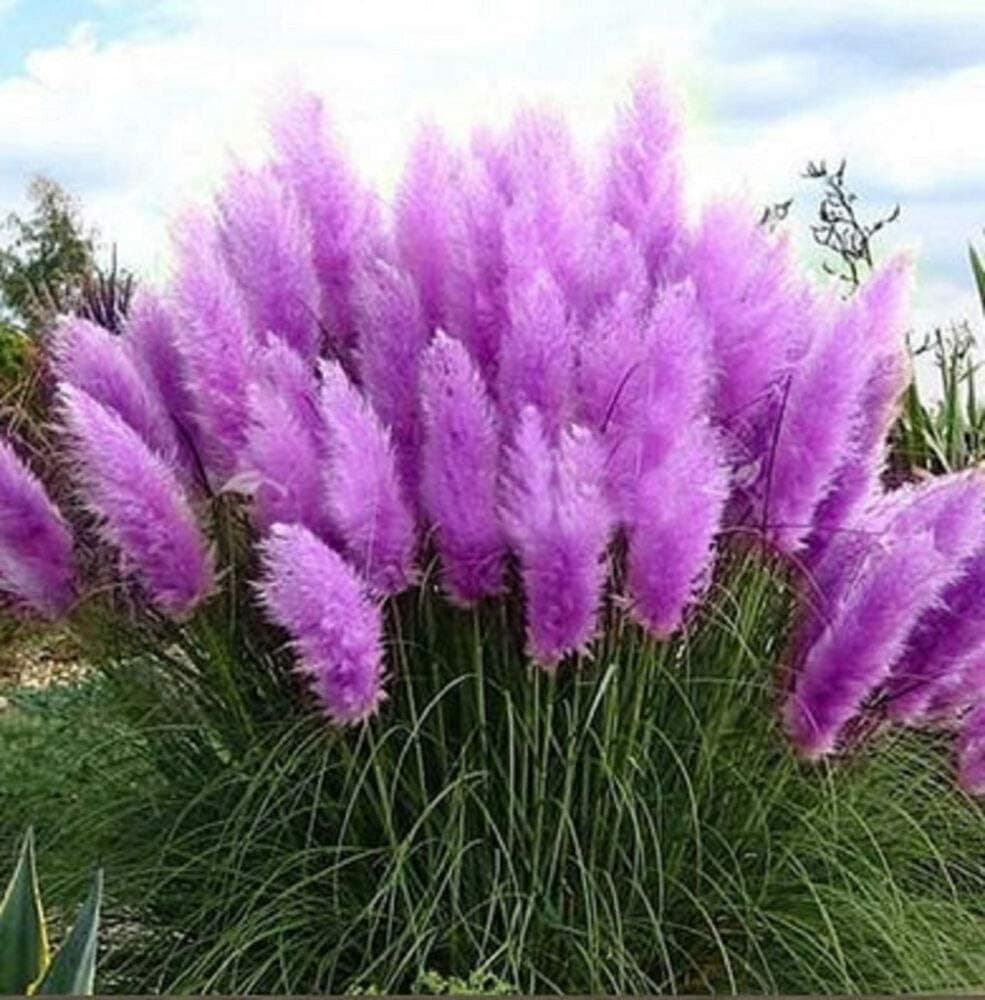 Pampas Grass Plant Seeds 300+ Flower Bonsai Seeds for Home Garden Decoration (Purple)