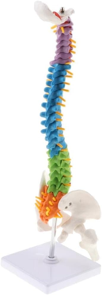 SM SunniMix 45cm Scientific Flexible Spine Model, School Teaching Supplies Learning Aids, Educational Accessories