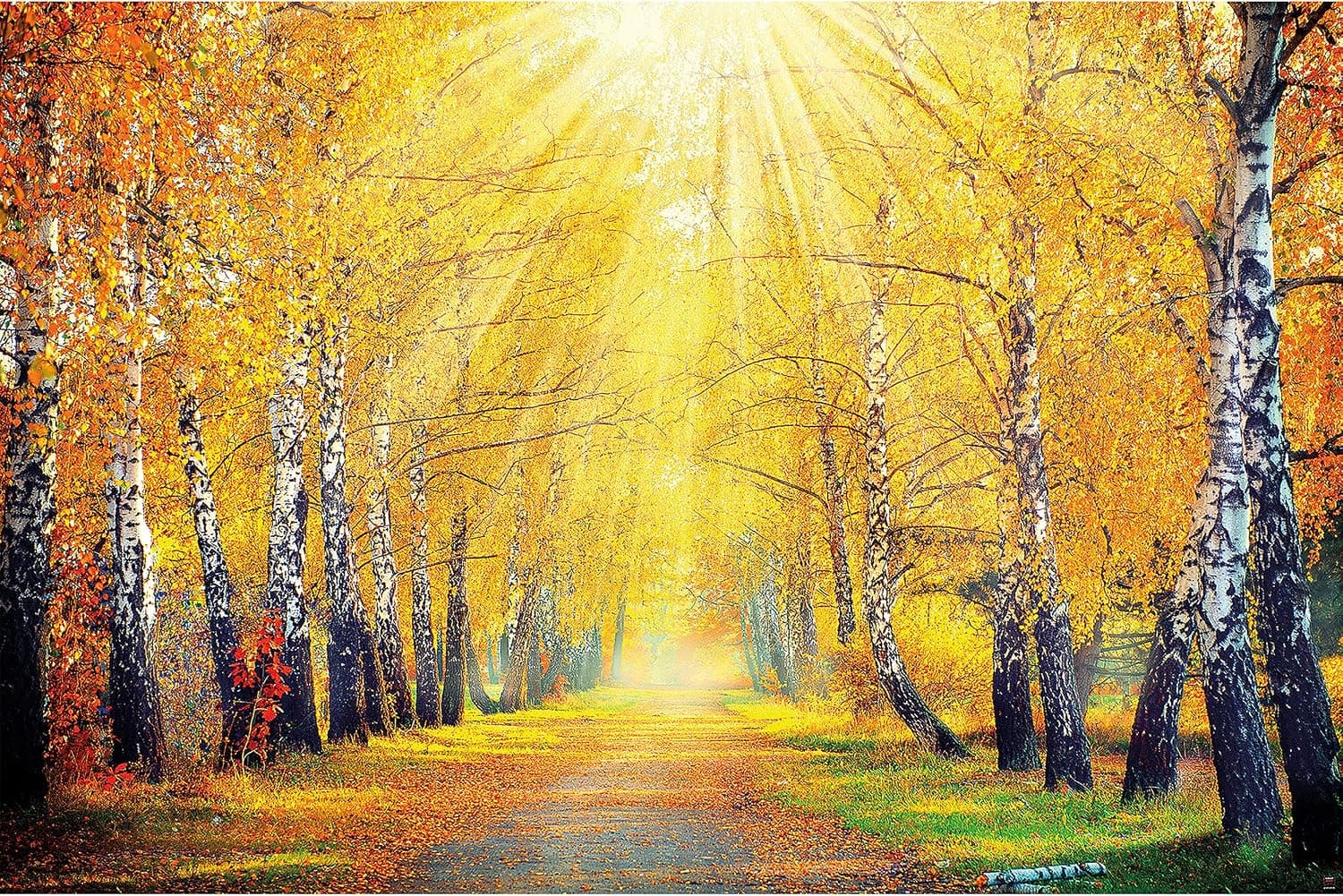 Poster – Golden Autumn – Picture Decoration Birch Forest Nature Landscape Tree Avenue Yellow Treetops Sun Seasons Park Forest Image Photo Decor Wall Mural (55x39.4in - 140x100cm)
