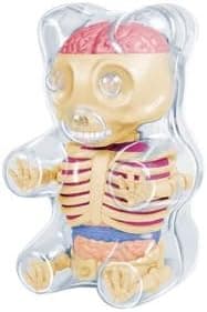4D Master Baby Gummi Bear Skeleton Anatomy Model