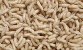BESTBAIT 250 Count Maggots Spikes Live Bait Ice Fishing Grub Worms Reptile