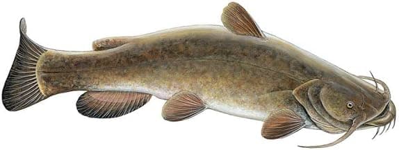 Flathead Catfish Fish Decal Sticker ~ Fishing & Wildlife Series (Mini-1.5 x .5-Facing as Shown)
