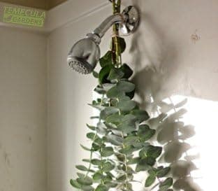 Fresh Eucalyptus Branches Leaves Starter Pack Temecula Gardens (8oz)