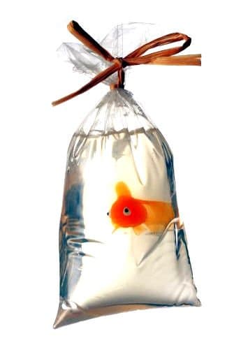 My Pet Fish Soap, Handcrafted Glycerin Soap, Made in USA