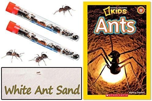 Nature Gift Store 1 Tube Live Ant Farm Ants Plus Ant Food-Bundle