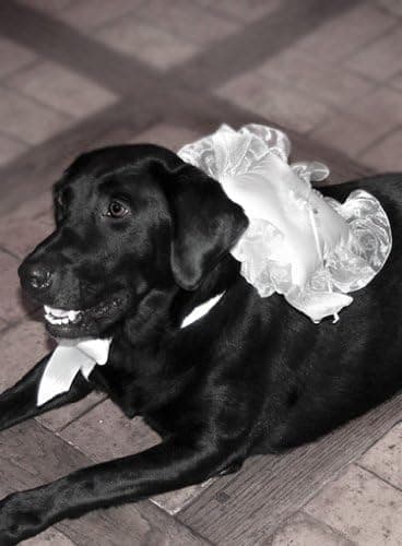 Wedding Ring Bearer Pillows : Large Dog Ring Bearer Pillow / White