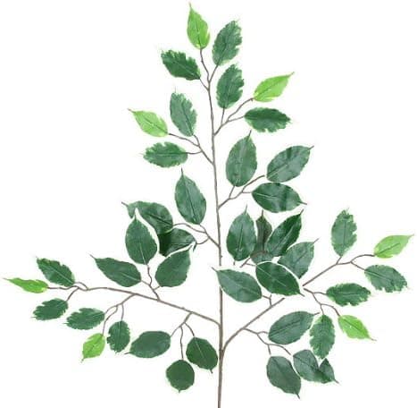 Arcadia Silk Plantation Four Dozen (48 Pieces) of 24" Variegated Ficus Spray with a Total of 2016 Leaves_Hawaiian Ficus Spray