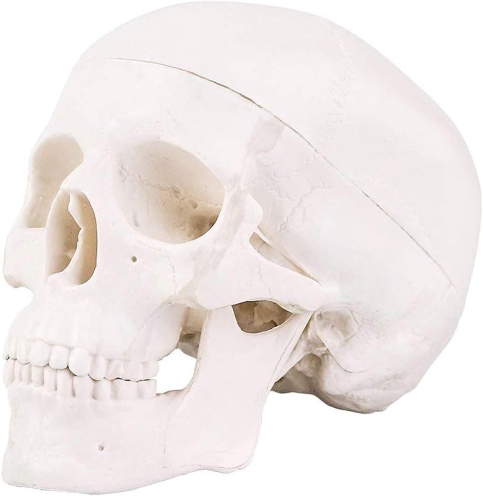 Mini Skull - Mini Skull Model Head Bone Model Anatomical Miniature Human Skull Model for Education, Teaching, Classroom, Large As A Fist with Full Set of Teeth