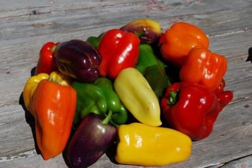 SeedsDirect's Rainbow Bell Pepper Seeds - 50 Pack - Certified Organic Non - GMO