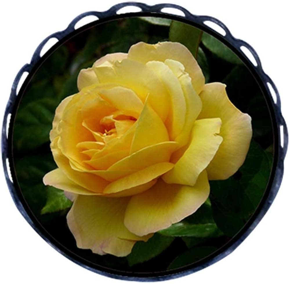 GiftJewelryShop Ancient Style Yellow Rose Round Pin Brooch