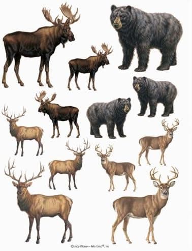 Wildlife 2-Sheet IdeaStix Accents Peel and Stick Décor