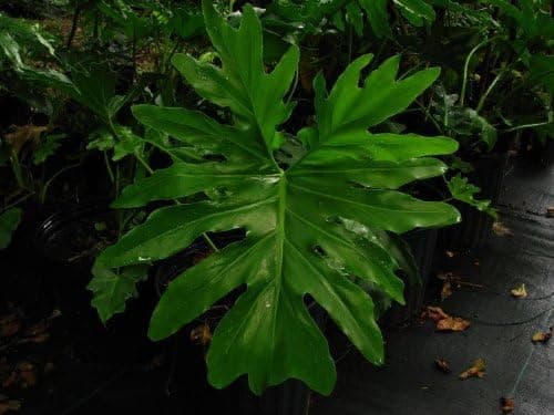 Philodendron Selloum....split Leaf ... Gallon