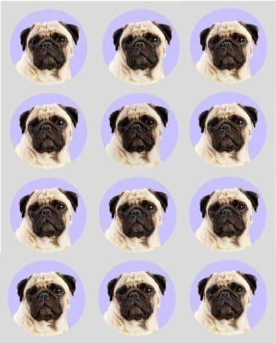 12 Pug dog design rice paper fairy/cup cake 40mm toppers pre cut decoration