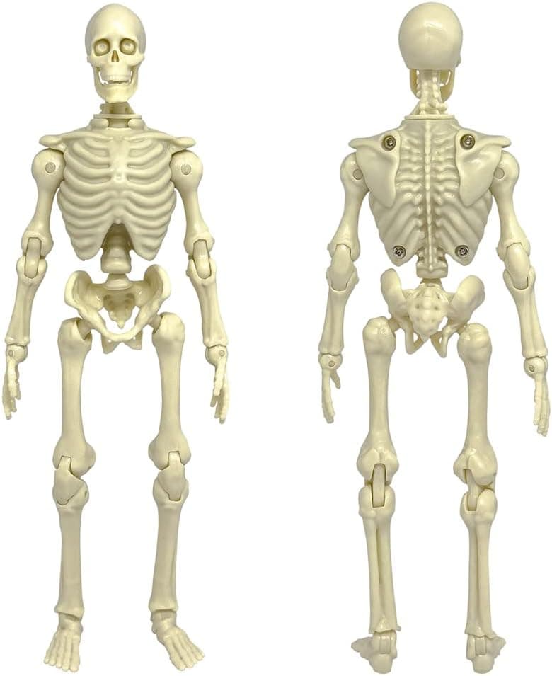 Super Articulated Type S 8 Inch Skeleton Action Figure