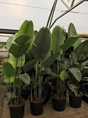 Bird of Paradise Live Plant