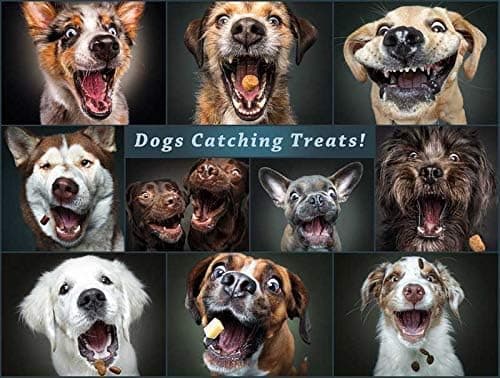 Buffalo Games - Catching The Perfect Treat - 750 Piece Jigsaw Puzzle, 24"L X 18"W