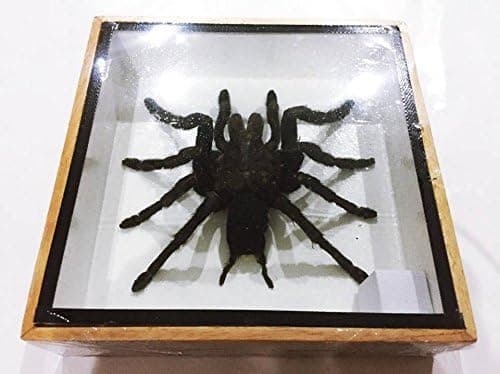 Thai Decorated Real Giant Bird Eating Tarantula EURYPELMA SPINICRUS Spider Taxidermy Boxed Display