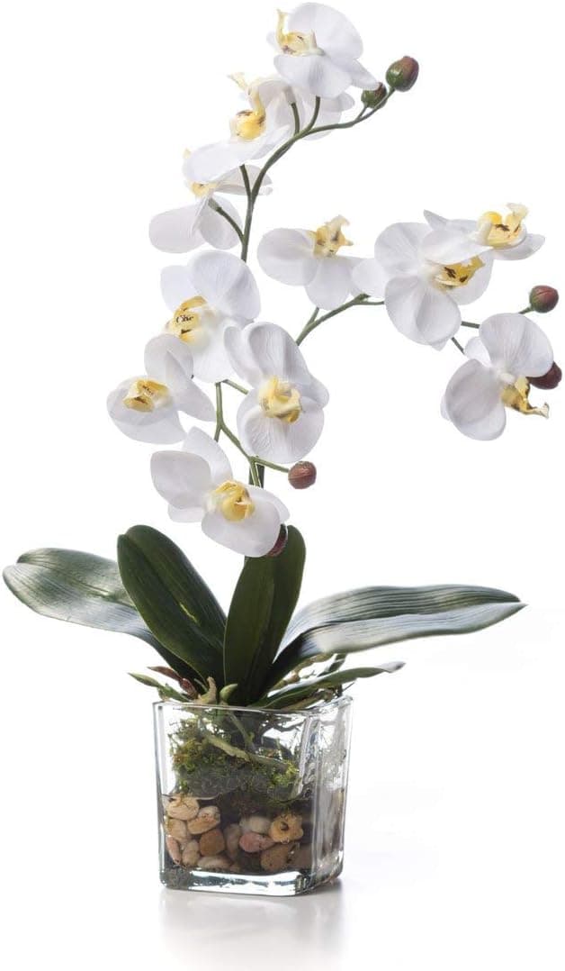 Petals - Faux Phalaenopsis Orchid Accent - White - Amazingly Lifelike - Vibrant Colors - Hand-Crafted - 14 x 9 Inches