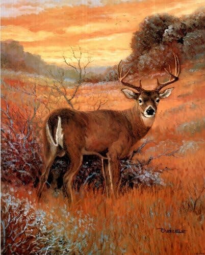 Sunset Deer (Whitetail) Art Poster Print - 16" X 20"