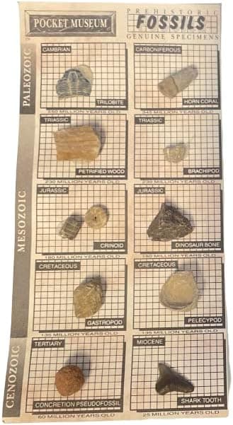 Uncle Pocket Museum Fossils