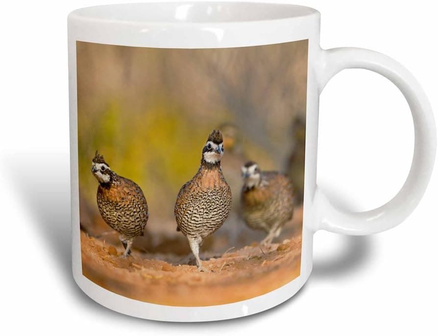 3dRose mug_147092_3 Northern Bobwhite Quail Covey Bird, South Texas, USA Us44 Ldi1002 Larry Ditto Magic Transforming Mug, 11-Ounce