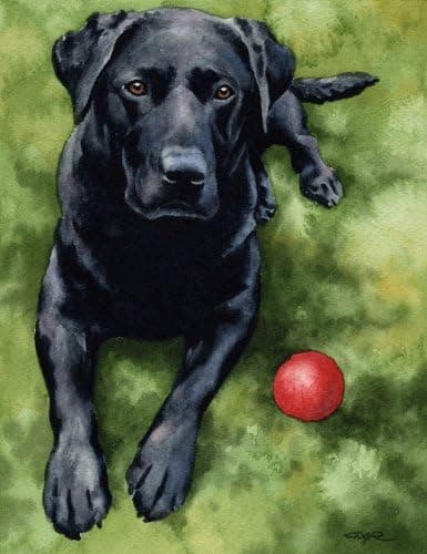 Black Lab Art Print by Watercolor Artist DJ Rogers
