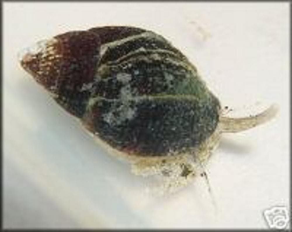 100 Saltwater Aquarium Snails Fish Tank Reef Safe Algae Filter