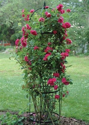 KIS Extra Large Rose Pillar Obelisk