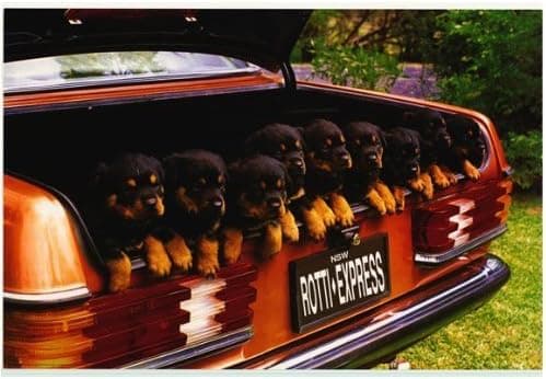 Rotti Express (9 Rottweilers in Trunk) Art Poster Print