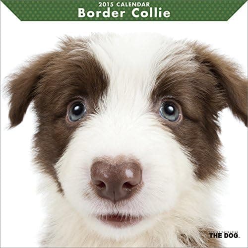 THE DOG Wall Calendar 2015 Border Collie