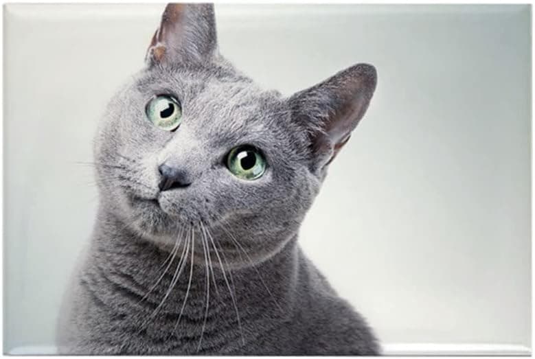 CafePress Russian Blue Cat Magnets Rectangle Magnet, 3"x2" Refrigerator Magnet