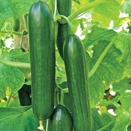 December01 &Small Cucumber Beth Alpha Finest 60 Seeds