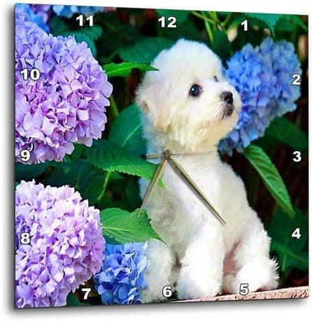 3dRose DPP_80886_2 Adorable Bichon Frise Puppy Among Hydrangeas-Wall Clock, 13 by 13-Inch