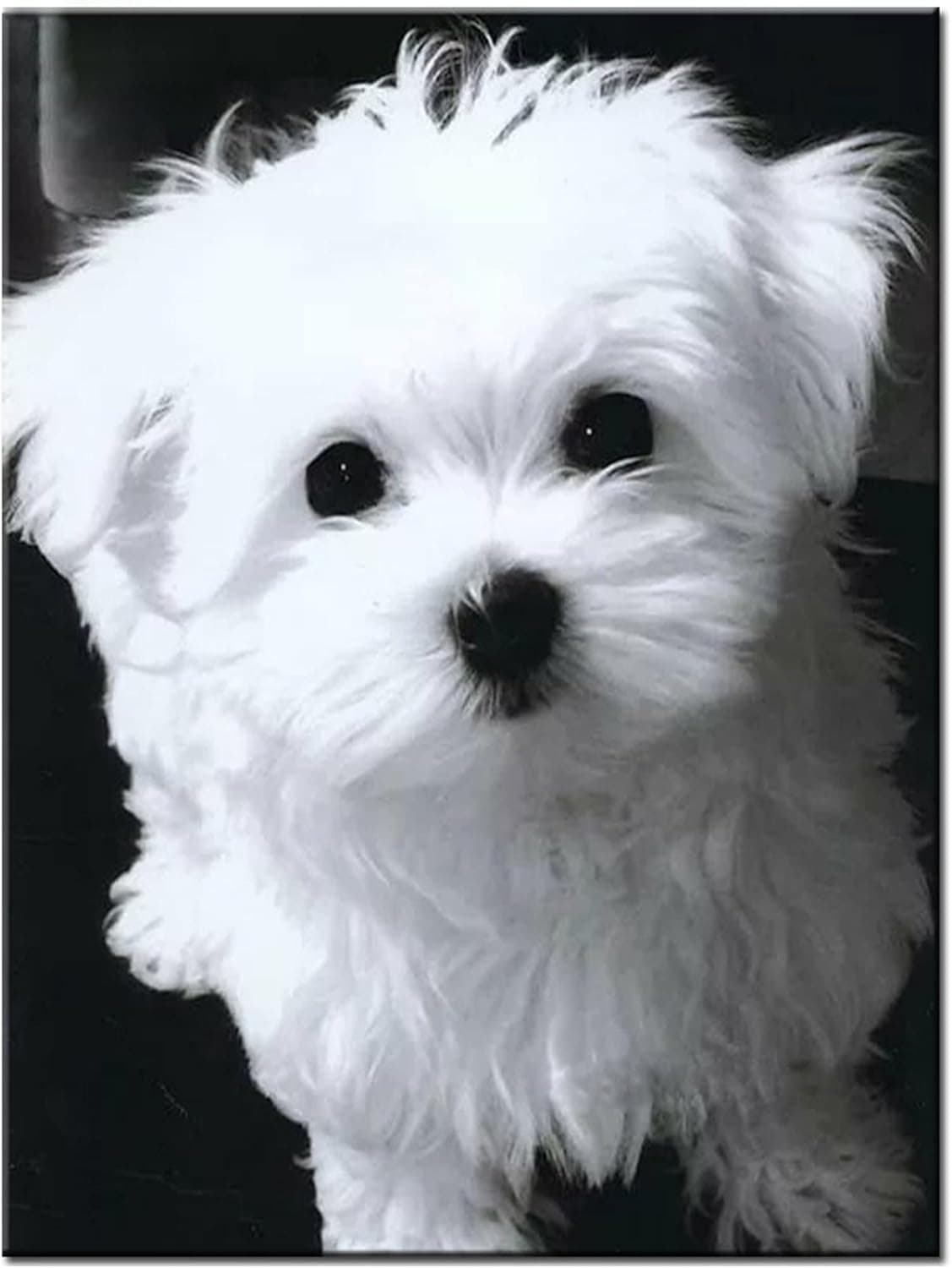 Cute White Maltese Horse Wooden Puzzle 1000Piece Jigsaw Puzzles Adults and Kids - Educational Toys Game Gift Artwork - Animal Wildlife Party