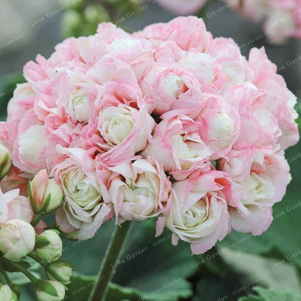 SVI Fresh 20 Pcs Geranium Apple Blossom Flower Seeds for Planting Light Pink 1
