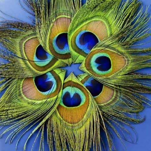 Wallmonkeys Close up View of Seven Peacock Feathers - 24"H x 24"W - Peel and Stick Wall Decal