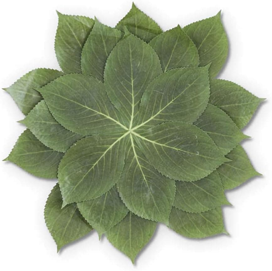 K&K Interiors 15480A 18 Inch Hydrangea Placemat, Green