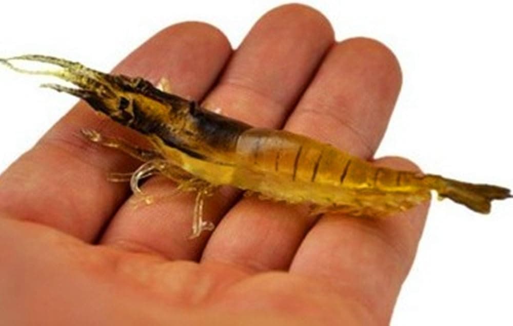 KENGEL® 10PCS Shrimp Worm Bait Soft Lure 3.55IN 6G Ultra Realistic Soft Soft Bait Shrimp