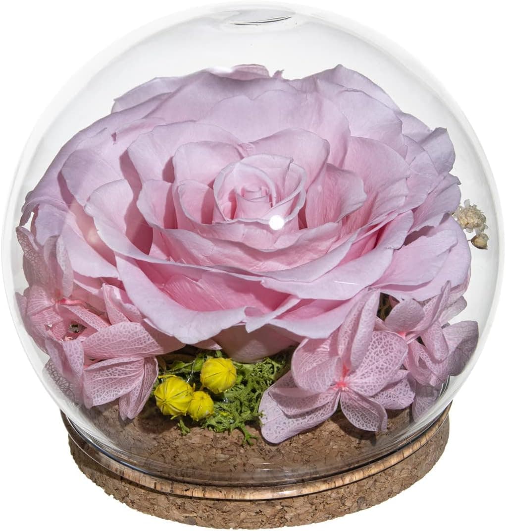 Rainbow Preserved Real Rose in a Circular Glass Cover, with Wooden Base, a Gift for Valentine's Day, Mother's Day Christmas, Anniversary, Girlfriend Birthday, (Pink)