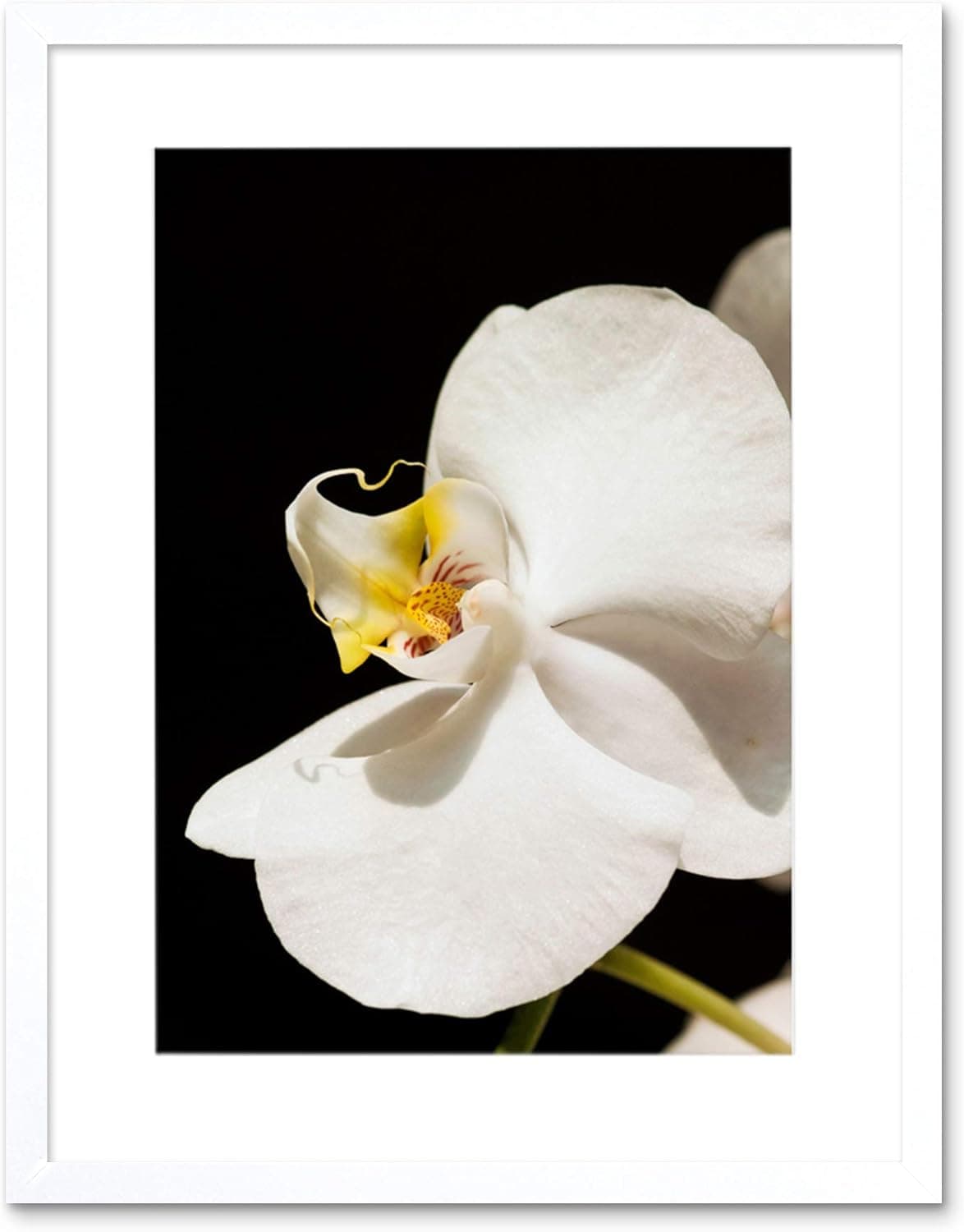 WHITE ORCHID FLOWER BLOOM BLACK FRAME FRAMED ART PRINT PICTURE MOUNT B12X9219