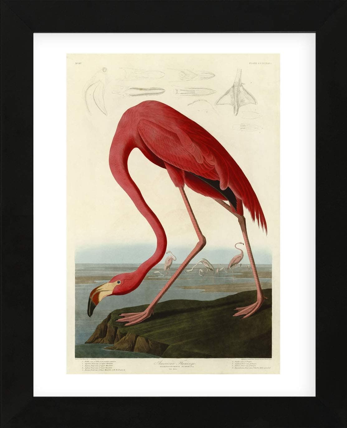 McGaw Graphics American Flamingo by John James Audubon Framed Print Quick Ship, 16x13x1, Multi